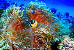 The usual suspects Anemone and Clownfish.
Balaclava Maur... by Jean-Yves Bignoux 